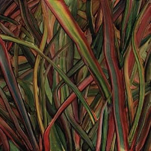 Where Wildness Grows album cover