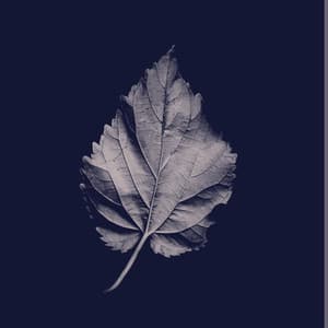 Ordinary World album cover